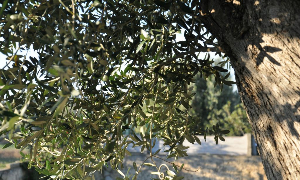 Liquore d'ulivo